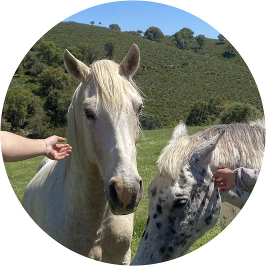 Cheval