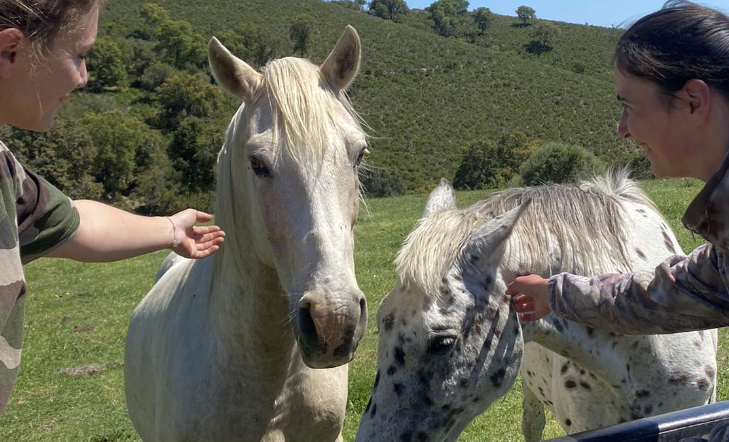 Chevaux