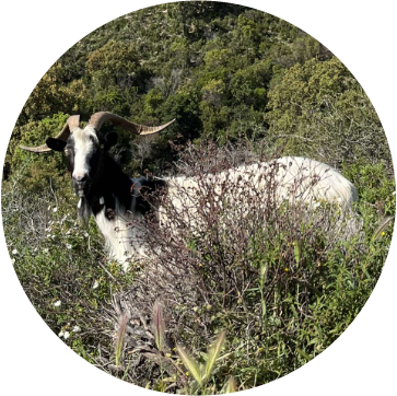 Chevre