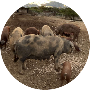 Cochon