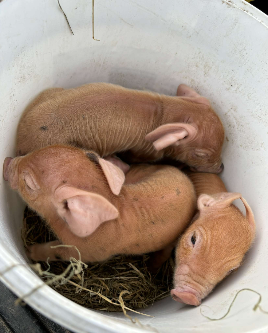 Cochons