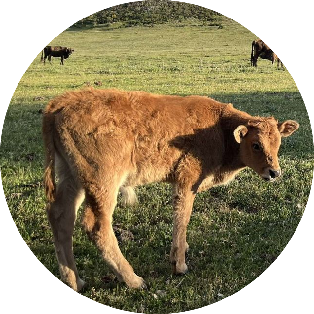 Vache