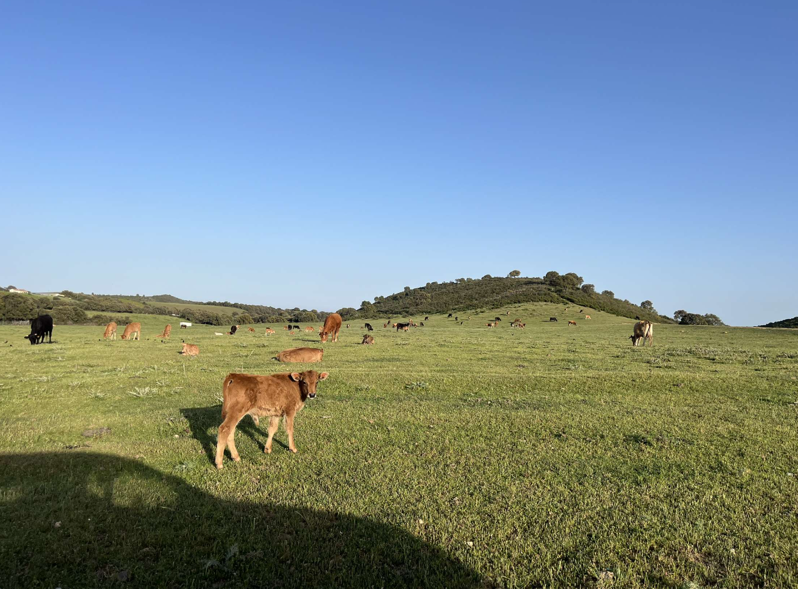 Vaches